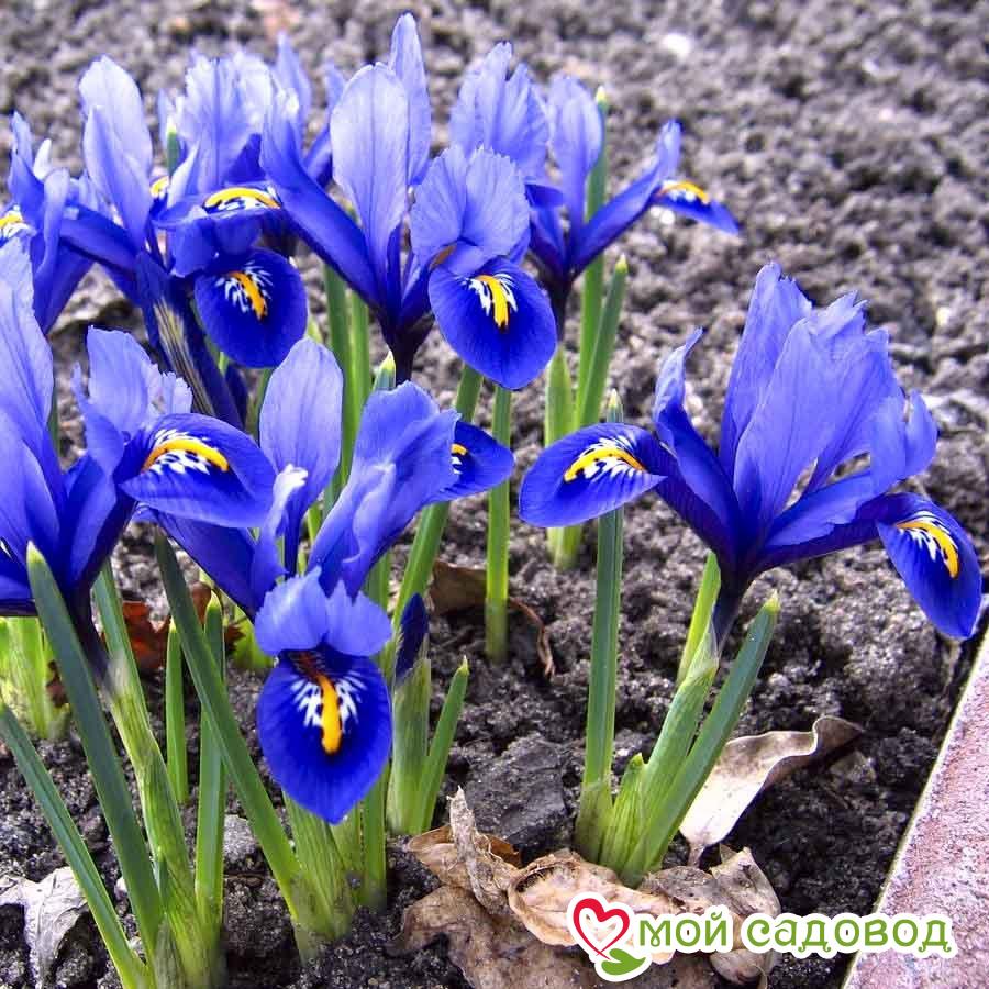 Ирис сетчатый Гармония